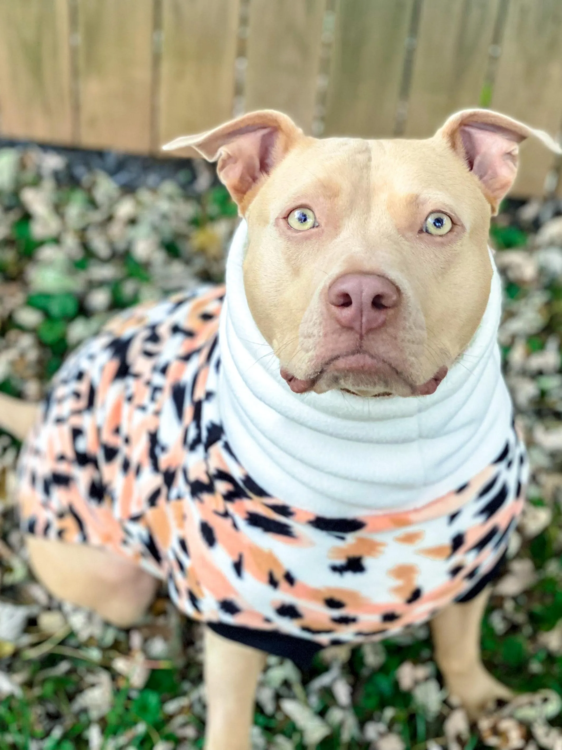 The Peach Margay Dog Sweater