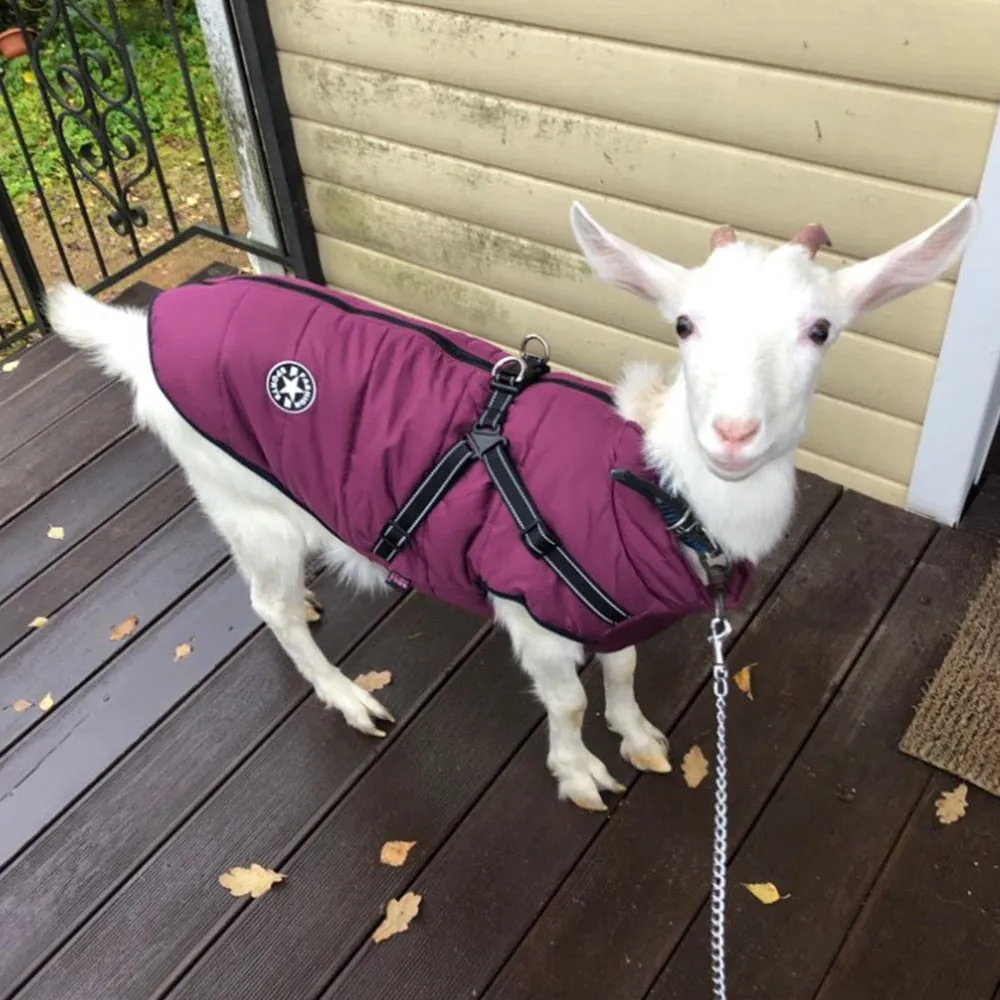 Waterproof Dog Raincoat with Harness